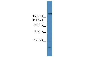 USP9Y antibody used at 0. (USP9Y antibody  (C-Term))