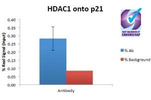 ChIP of 2 µg AP31951PU-N with 1ug MCF7 chromatin using the Chromatrap® spin column sonication kit (Protein G) measuring H3 enrichment onto the p21 locus. (HDAC1 antibody  (C-Term))