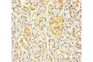 Immunohistochemistry of paraffin-embedded human pancreatic tissue using ABIN7158841 at dilution of 1:100 (LOXL3 antibody  (AA 401-608))
