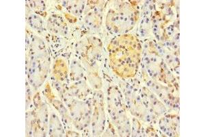 Immunohistochemistry of paraffin-embedded human pancreatic tissue using ABIN7158841 at dilution of 1:100 (LOXL3 antibody  (AA 401-608))