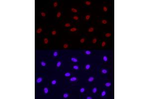 Immunofluorescence analysis of A-549 using Phospho-POLR2A CTD-S2 Rabbit mAb  at dilution of 1:100 (40x lens). (POLR2A/RPB1 antibody  (pSer2))