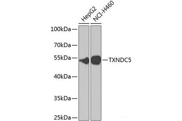 TXNDC5 antibody