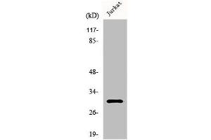 Western Blot analysis of K562 cells using HoxD12 Polyclonal Antibody (HOXD12 antibody  (C-Term))