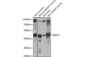 Western blot analysis of extracts of various cell lines, using ENO3 Rabbit pAb (ABIN7266960) at 1:1000 dilution.