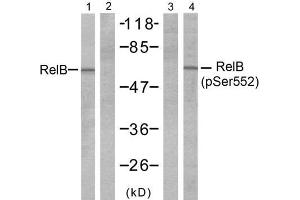 Western blot analysis of extracts from A431 cells, untreated or treated with EGF (200ng/ml 10min), using RelB (Ab-552) antibody (E021247, Line 1 and 2) and RelB (phospho-Ser552) antibody (E011255, Line 3 and 4). (RELB antibody)