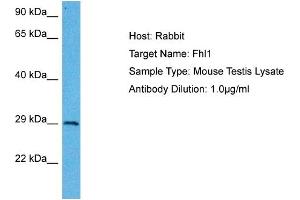 Host: Mouse Target Name: FHL1 Sample Tissue: Mouse Testis Antibody Dilution: 1ug/ml (FHL1 antibody  (N-Term))