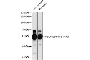 Western blot analysis of extracts of various cell lines, using Peroxiredoxin 1 (PAG) antibody (ABIN7269361) at 1:1000 dilution. (PAG1 antibody  (AA 250-350))