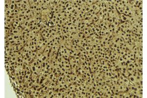 ABIN6273711 at 1/100 staining Mouse liver tissue by IHC-P. (REV1 antibody  (C-Term))