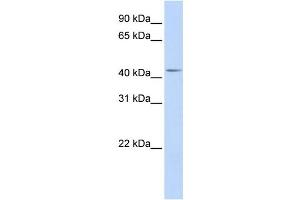 Western Blotting (WB) image for anti-DENN/MADD Domain Containing 1B (DENND1B) antibody (ABIN2459576)