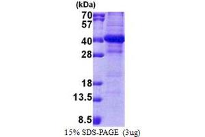 SDS-PAGE (SDS) image for NSL1, MIND Kinetochore Complex Component, Homolog (NSL1) (AA 1-281) protein (His tag) (ABIN5853096) (NSL1 Protein (AA 1-281) (His tag))