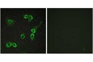 Immunofluorescence analysis of COS7 cells, using C3AR1 Antibody. (C3AR1 antibody  (AA 175-224))