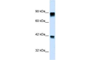 Western Blotting (WB) image for anti-Retinoblastoma 1 (RB1) antibody (ABIN2460672) (Retinoblastoma 1 antibody)