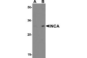 Western blot analysis of INCA1 in EL4 cell lysate with INCA1 antibody at (A) 1 and (B) 2 µg/mL. (C3orf54 antibody  (C-Term))