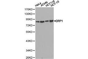 Western Blotting (WB) image for anti-Dynamin 1-Like (DNM1L) antibody (ABIN1872318)