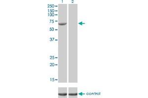 Western blot analysis of FANCG over-expressed 293 cell line, cotransfected with FANCG Validated Chimera RNAi (Lane 2) or non-transfected control (Lane 1). (FANCG antibody  (AA 1-622))
