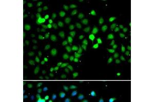 Immunofluorescence analysis of A549 cells using MTF2 Polyclonal Antibody (MTF2 antibody)