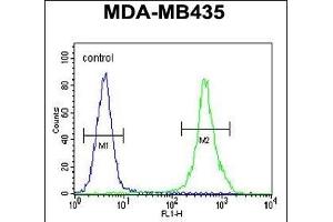 ZEB2 Antibody (C-term) (ABIN656023 and ABIN2845398) flow cytometric analysis of MDA-M cells (right histogram) compared to a negative control cell (left histogram). (ZEB2 antibody  (C-Term))