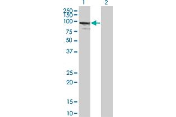 ZNF274 antibody  (AA 420-530)