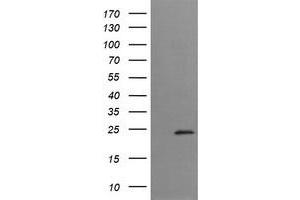 Image no. 1 for anti-Trafficking Protein Particle Complex 4 (TRAPPC4) antibody (ABIN1501264) (TRAPPC4 antibody)