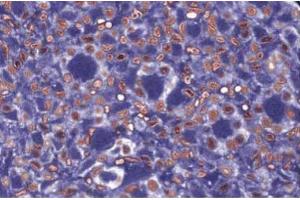 Immunofluorescence staining for NuMA in rabbit kidney.