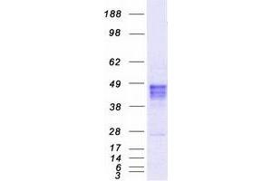 Validation with Western Blot (RAD9A Protein (Myc-DYKDDDDK Tag))