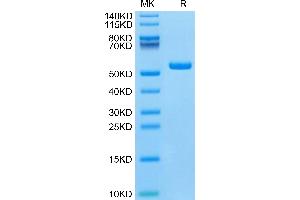 IFNA1 Protein (AA 24-189) (Fc Tag)