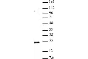 Histone H3 monomethyl Lys79 antibody (pAb) tested by Western blot. (Histone 3 antibody  (meLys79))