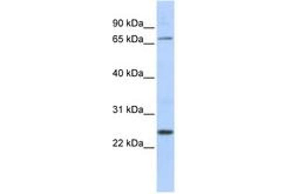 ZNF835 antibody  (AA 306-355)