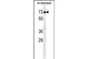 Western blot analysis in mouse stomach tissue lysates (35ug/lane).