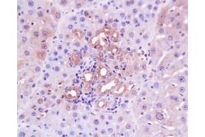 Formalin-fixed and paraffin embedded rabbit cartilage tissue with Anti-Collagen IV Polyclonal Antibody, Unconjugated  at 1:200, followed by conjugation to the secondary antibody and DAB staining (Collagen IV antibody  (AA 1401-1500))