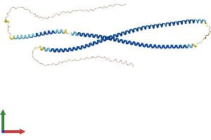 AlphaFold protein structure predicition of Human Recombinant KRT80 Protein, UniprotID Q6KB66