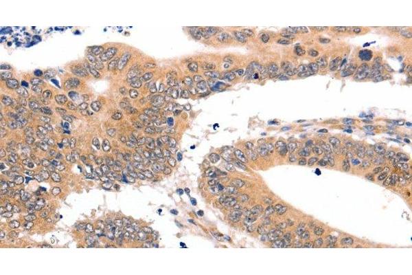 SEMA3G antibody