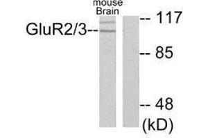 Western blot analysis of extracts from mouse brain, using GluR2/3 antibody. (Metabotropic Glutamate Receptor 3 antibody)