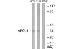 Western blot analysis of extracts from LOVO/HT-29 cells, using APOL4 Antibody. (Apolipoprotein L 4 antibody  (AA 301-350))