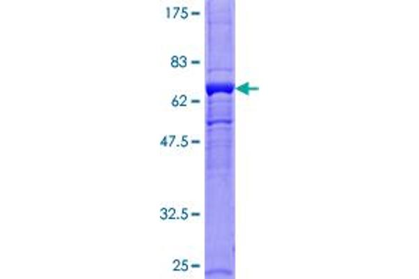 GNB5 Protein (AA 1-353) (GST tag)