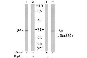 Image no. 1 for anti-Ribosomal Protein S6 (RPS6) (pSer235) antibody (ABIN196982)