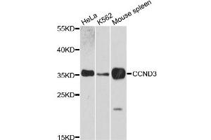 Western blot analysis of extracts of various cell lines, using CCND3 antibody (ABIN1871546) at 1:3000 dilution. (Cyclin D3 antibody)
