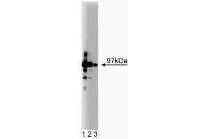 Western blot analysis of CDC27 on HeLa lysate. (CDC27 antibody  (AA 145-343))