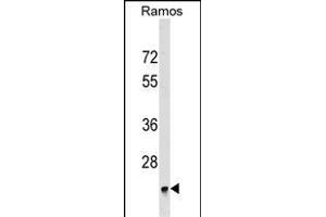 BRI3BP Antibody (Center) (ABIN1537897 and ABIN2849439) western blot analysis in Ramos cell line lysates (35 μg/lane). (BRI3BP antibody  (AA 157-183))