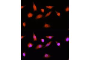 Immunofluorescence analysis of L929 cells using COPS8 Rabbit pAb (ABIN6130122, ABIN6138889, ABIN6138890 and ABIN6216486) at dilution of 1:100. (COPS8 antibody  (AA 1-209))