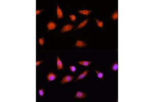 Immunofluorescence analysis of L929 cells using COPS8 Rabbit pAb (ABIN6130122, ABIN6138889, ABIN6138890 and ABIN6216486) at dilution of 1:100. (COPS8 antibody  (AA 1-209))