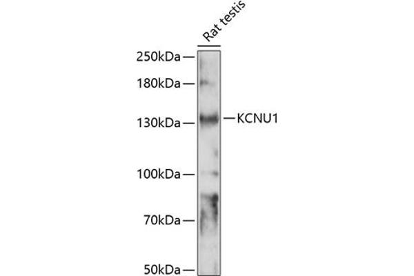 KCNU1 Antikörper  (AA 920-1149)