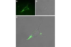 Expression of TRPV1 in rat PC12 cells - Cell surface detection of TRPV1 in intact living Pheochromocytoma (PC12) cells. (TRPV1 antibody  (Cys616Ser-Mutant, Extracellular) (Atto 488))