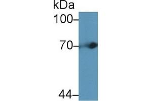Detection of tPA in Mouse Liver lysate using Polyclonal Antibody to Tissue Plasminogen Activator (tPA) (PLAT antibody  (AA 359-532))