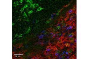 Immunofluorescence (IF) image for anti-Egf-Like Module Containing, Mucin-Like, Hormone Receptor-Like 1 (EMR1) antibody (Alexa Fluor 488) (ABIN2657501) (F4/80 antibody  (Alexa Fluor 488))