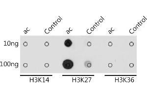 Dot-blot analysis of all sorts of peptides using Acetyl-Histone H3-K27 antibody (ABIN7267738) at 1:1000 dilution.