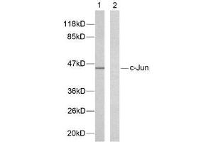 Western blot analysis of extracts from HeLa cells using c-Jun (Ab-239) antibody (E021024). (C-JUN antibody)