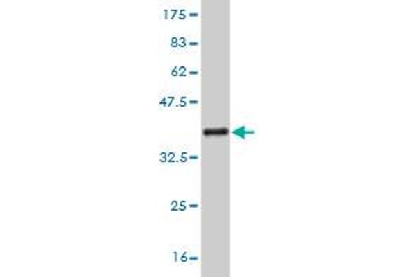 RNF11 antibody  (AA 65-154)