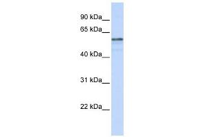 TMEM195 antibody used at 1 ug/ml to detect target protein. (TMEM195 antibody  (N-Term))