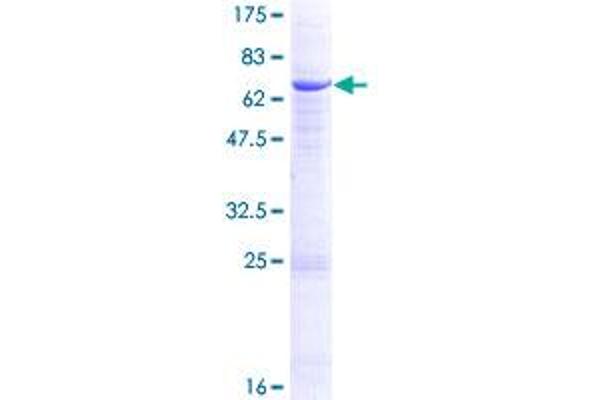 FUT1 Protein (AA 1-365) (GST tag)